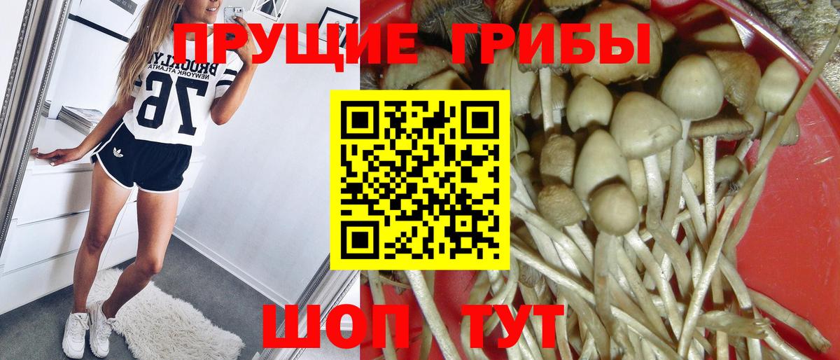 Тихорецк  Псилоцибиновые грибы Psilocybine cubensis  Вход с VPN 